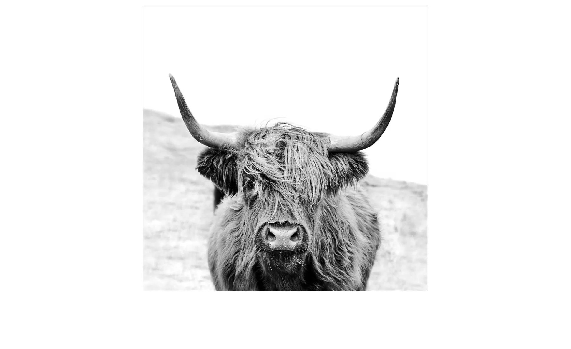 Leinwandbild Scottish Highland Cattle 30 x 30 cm