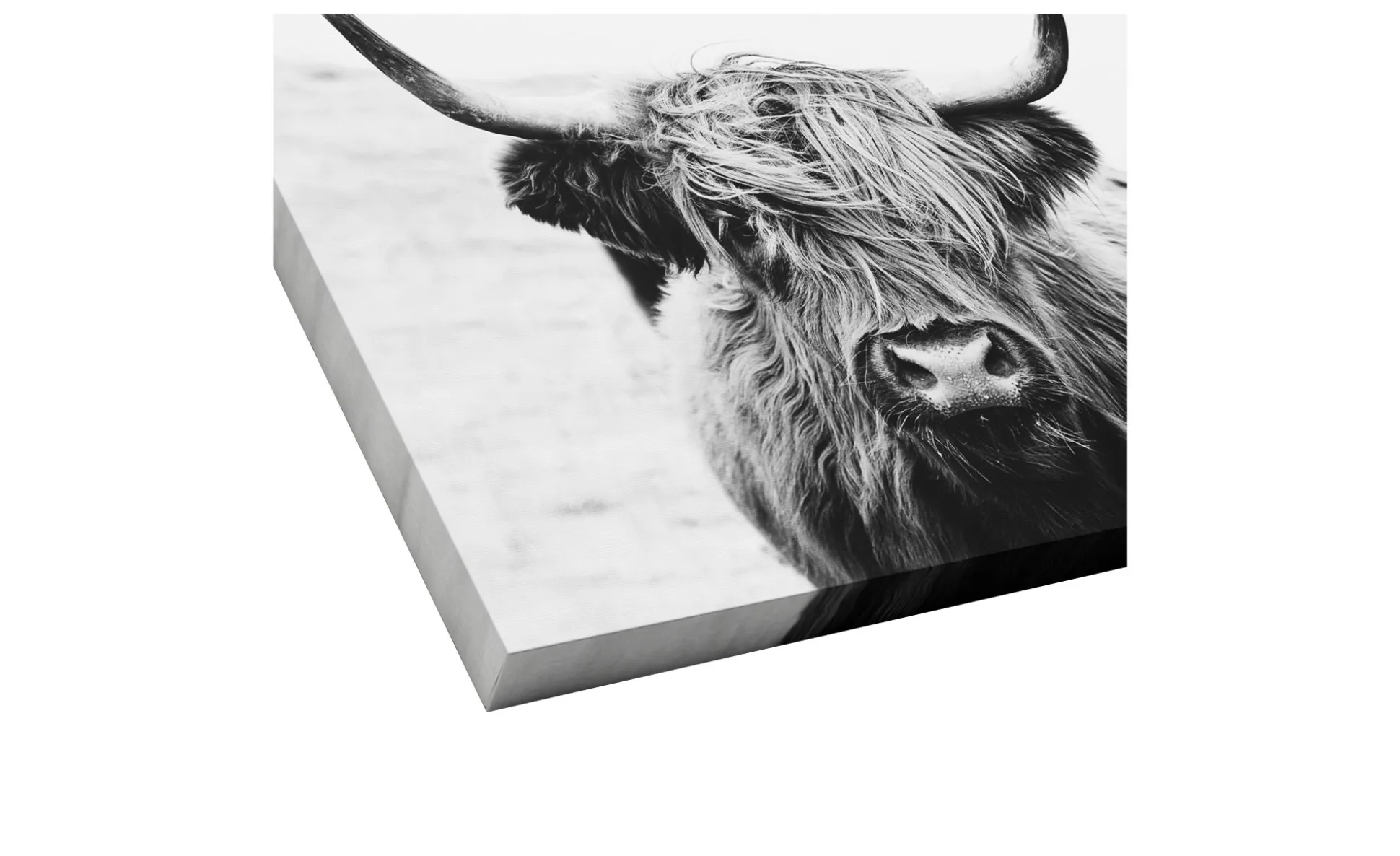 Leinwandbild Scottish Highland Cattle 30 x 30 cm