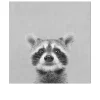 Leinwandbild Young Racoon 30 x 30 cm