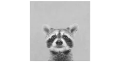 Leinwandbild Young Racoon 30 x 30 cm