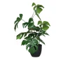 Monstera 47 cm