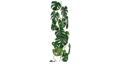 Monstera Ranke 115 cm