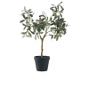 Olivenbaum Nilla