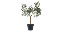 Olivenbaum Nilla