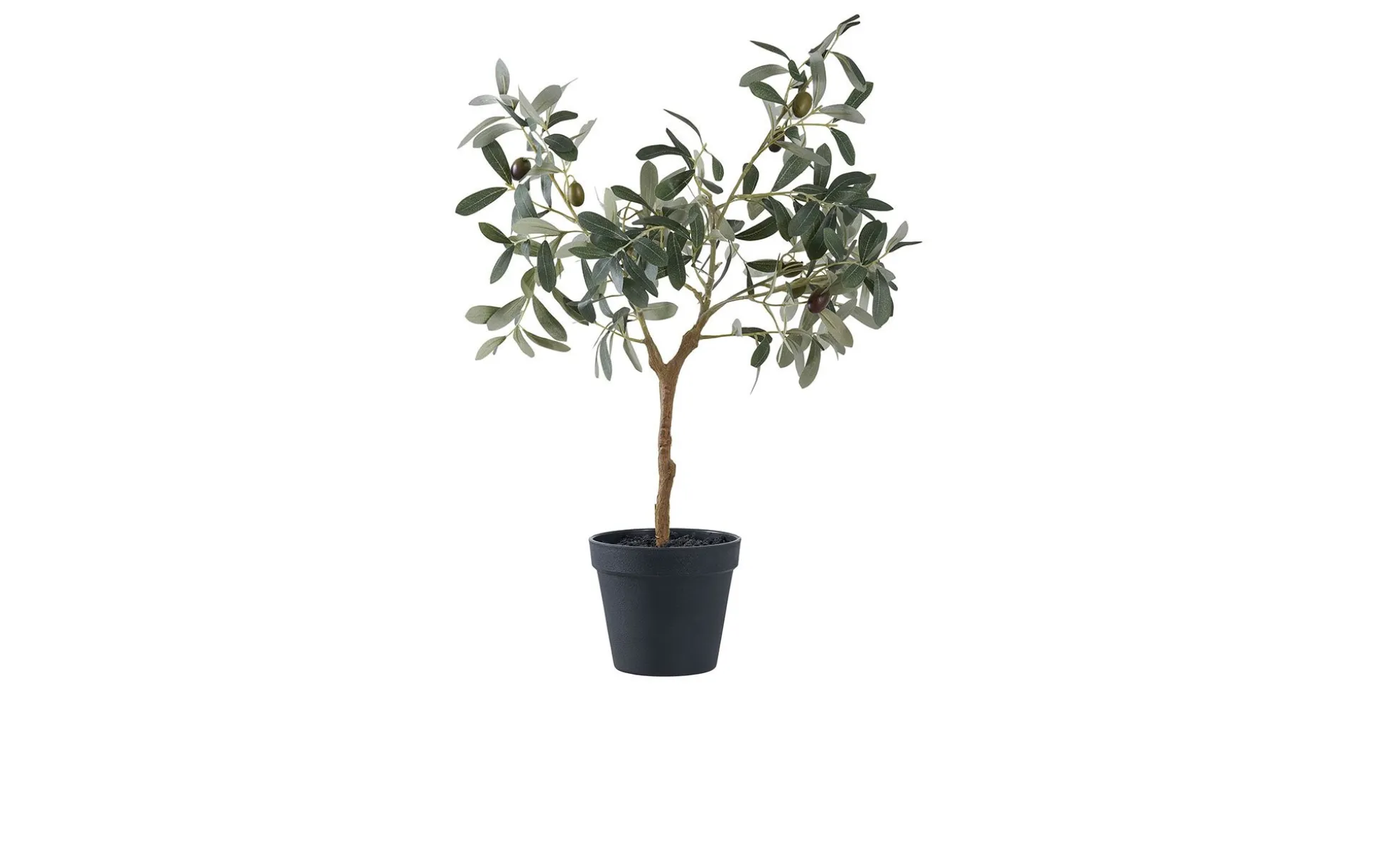 Olivenbaum Nilla