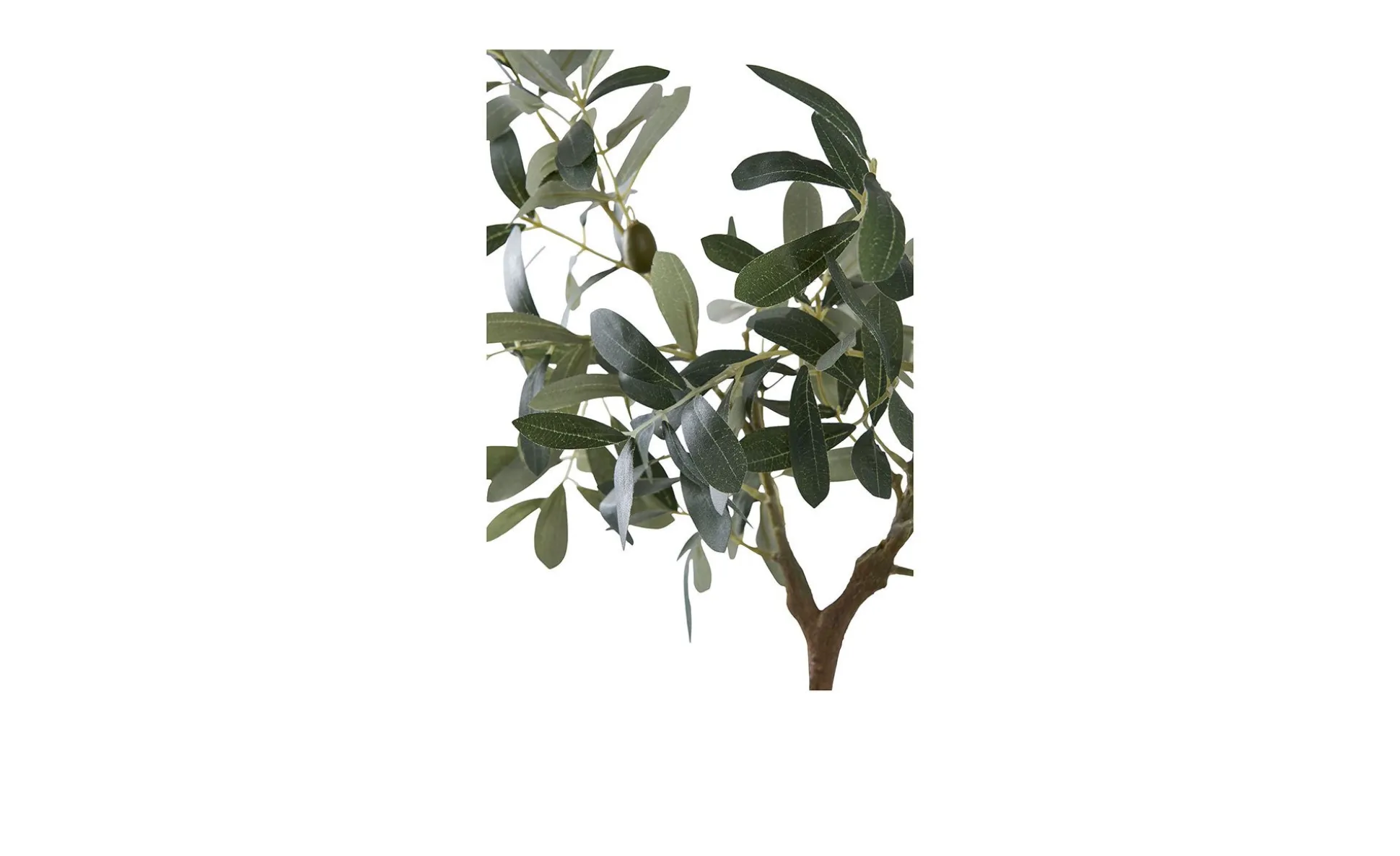 Olivenbaum Nilla