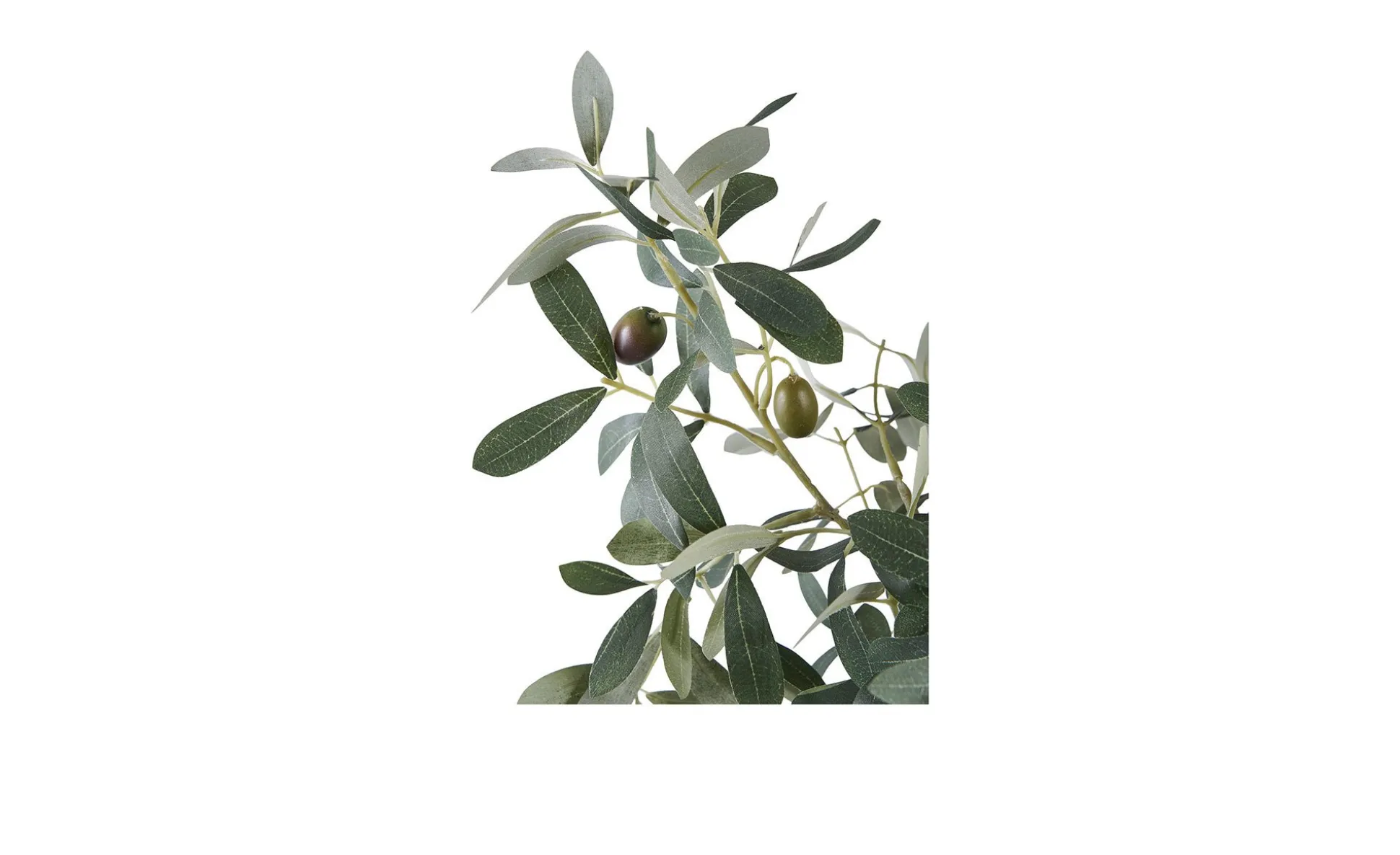 Olivenbaum Nilla