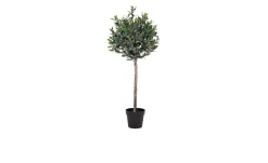 Olivenbaum Nilla