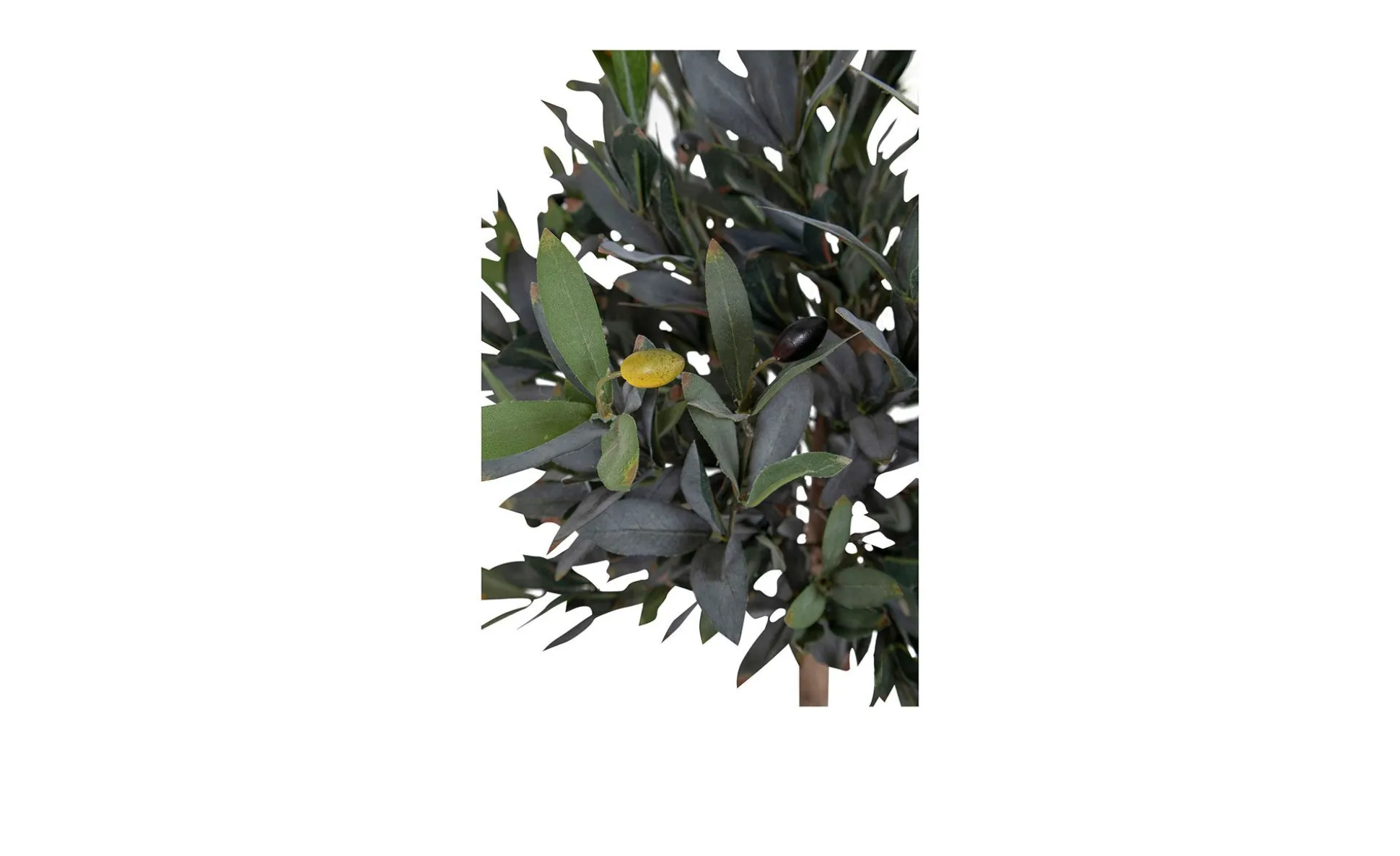 Olivenbaum Nilla