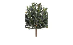 Olivenbaum Nilla
