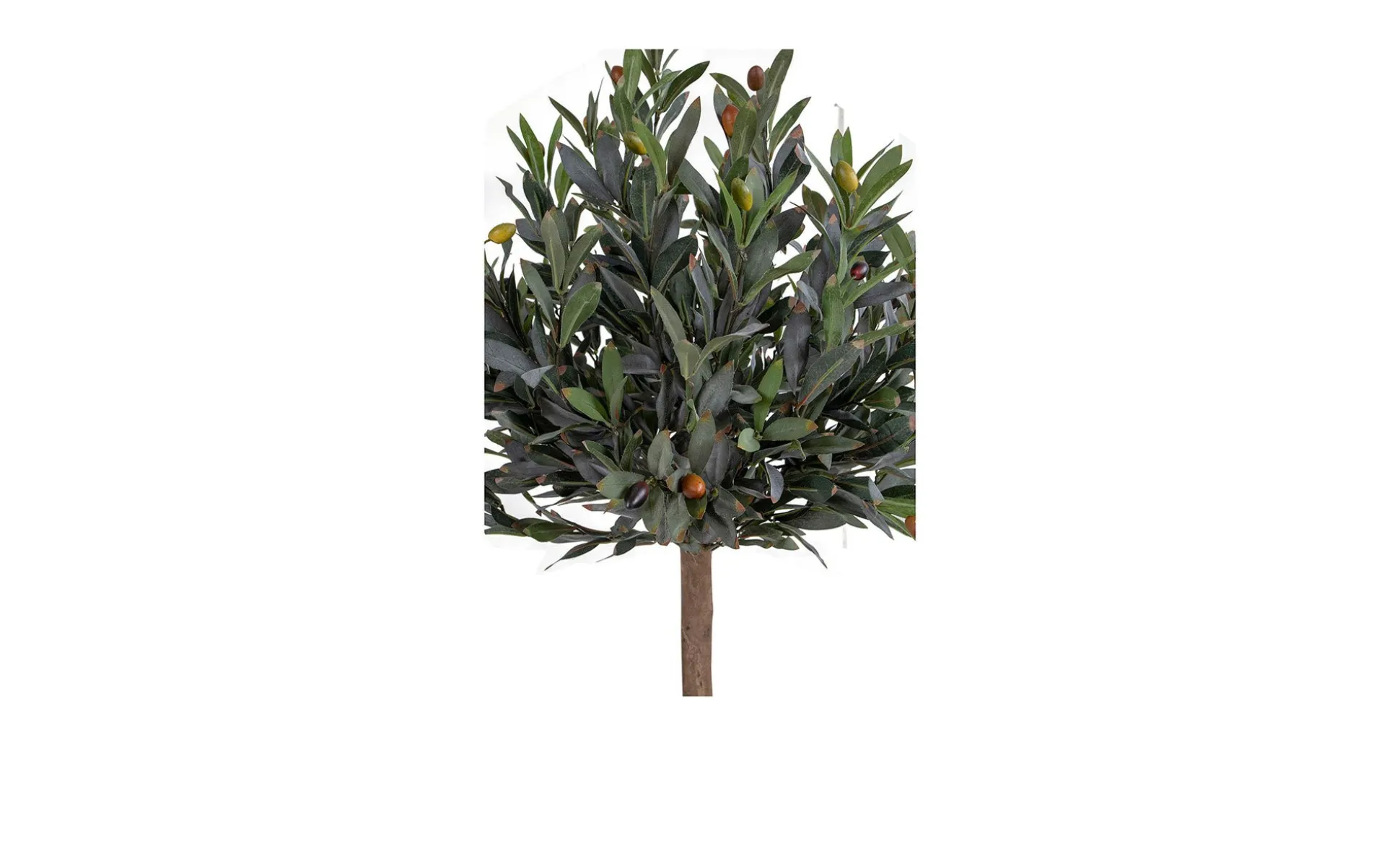 Olivenbaum Nilla