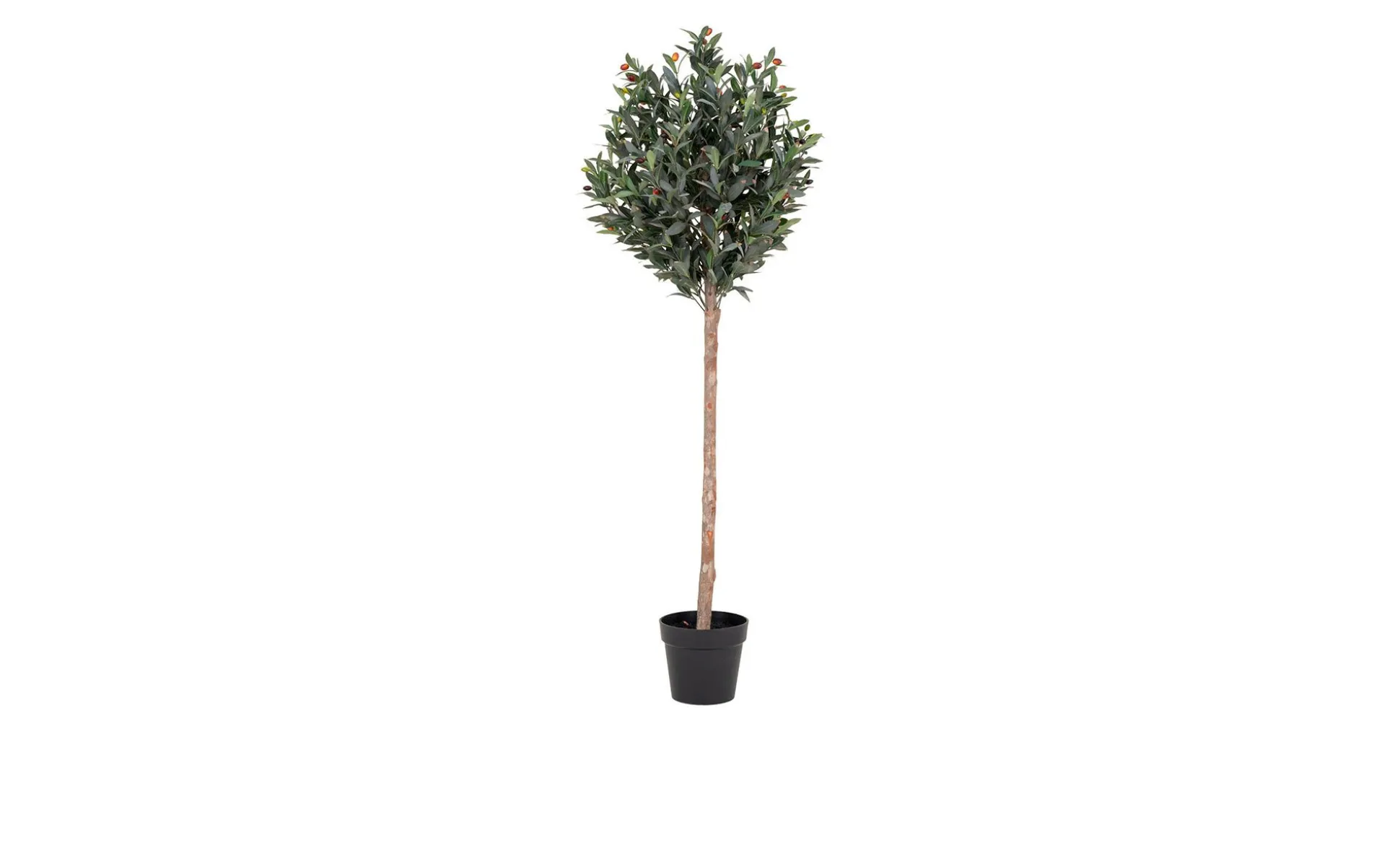 Olivenbaum Nilla
