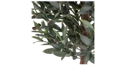 Olivenbaum Nilla