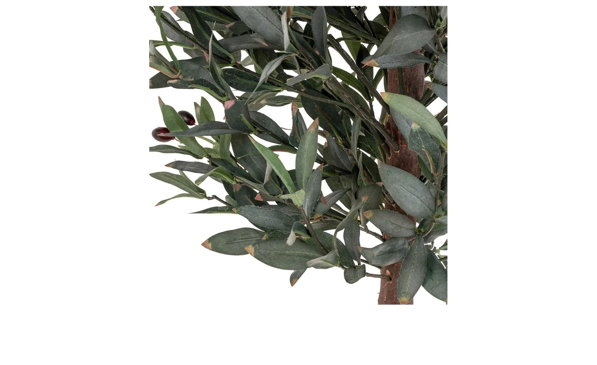Olivenbaum Nilla