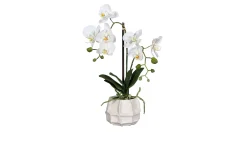Orchidee 48 cm