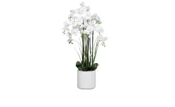Orchideen-Arrangement 120 cm