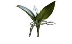 Orchideen-Blattpflanze 21 cm