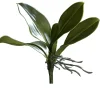 Orchideen-Blattpflanze 25 cm