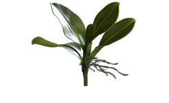 Orchideen-Blattpflanze 25 cm