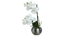 Orchidee-Phalaenopsis 30 cm