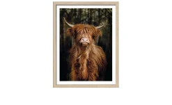 Rahmenbild Scottisch Highland Cattle 33 x 43 cm