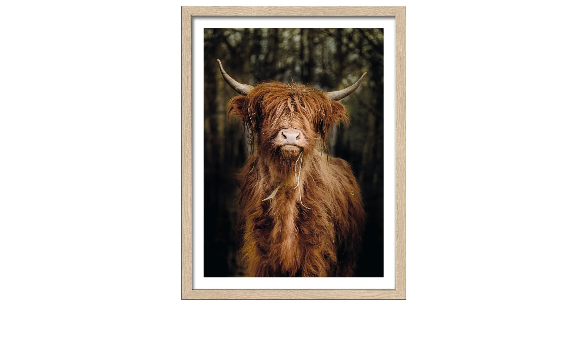 Rahmenbild Scottisch Highland Cattle 33 x 43 cm