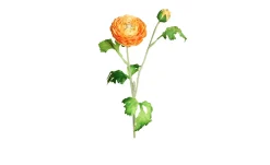 Ranunkel 60 cm