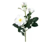 Rosenzweig 64cm