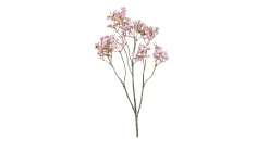 Schleierkraut 70 cm