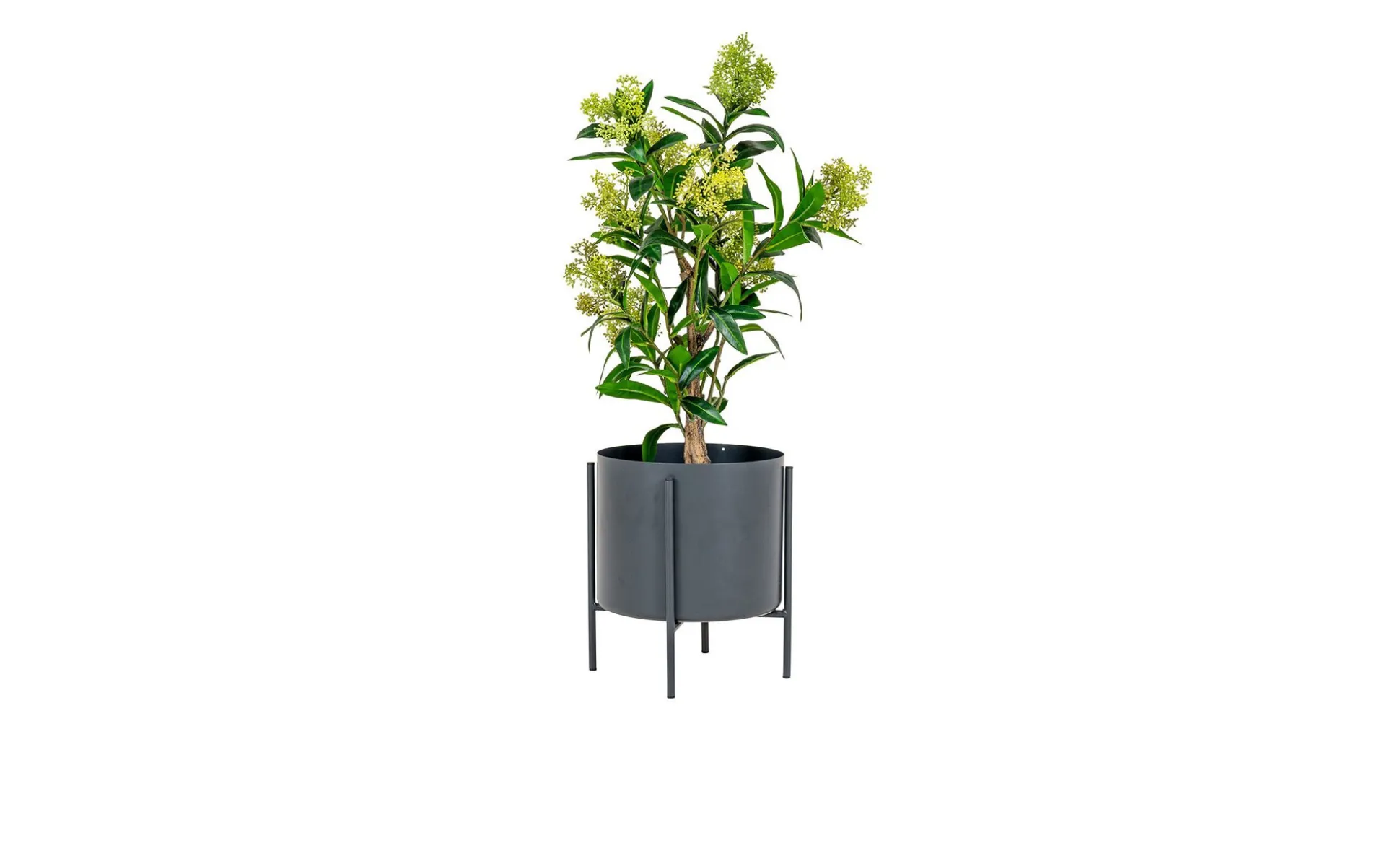 Skimmiabaum Nilla
