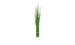 Stehgras 60 cm