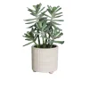 Sukkulenten Arrangement 26 cm