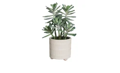 Sukkulenten Arrangement 26 cm