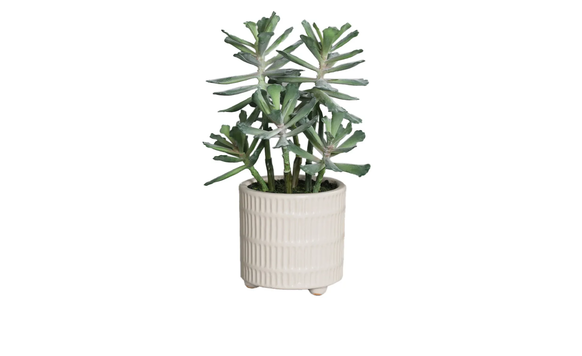 Sukkulenten Arrangement 26 cm
