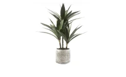 Yucca-Palme 43 cm