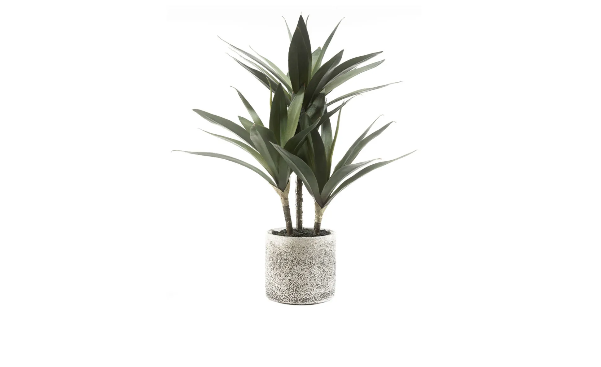 Yucca-Palme 43 cm